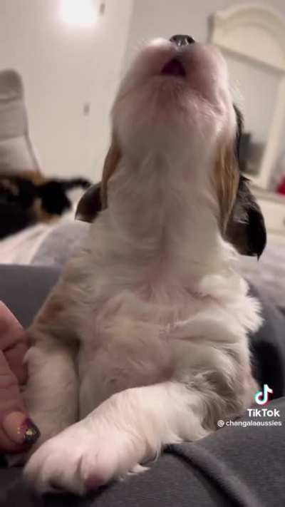 He&rsquo;s trying his best to do a howl