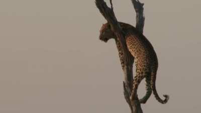 In case a leopard attacks, always remember to bring a hat on a Safari