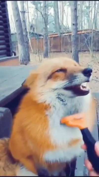 Brushie brushie
