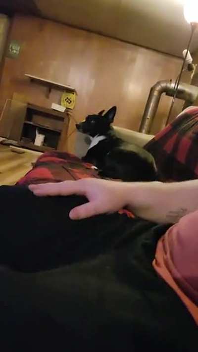 Puppy doesn't like it when I "get" myself.