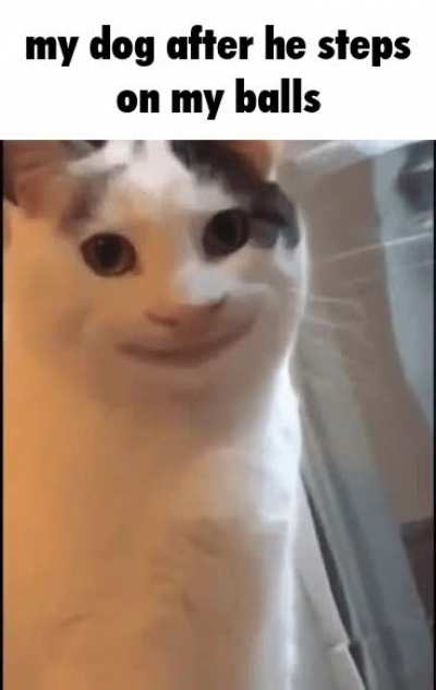 Real dog captured in this image.