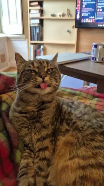 You feed em, you play with em, you clean their toilet... and still they stick out their tongue at you!