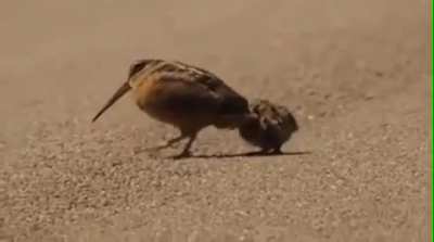 🔥 How an American Woodcock lures worms 🔥