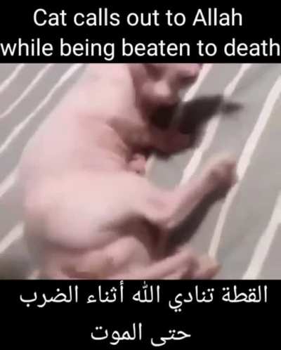 someone help bingus