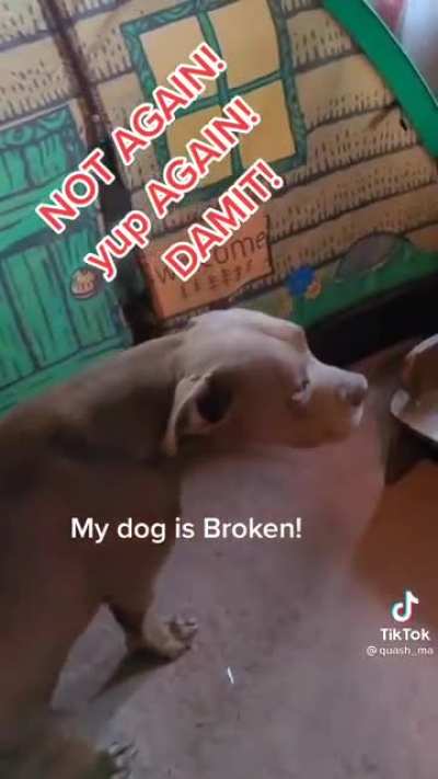 When your dog is running a women&rsquo;s shelter