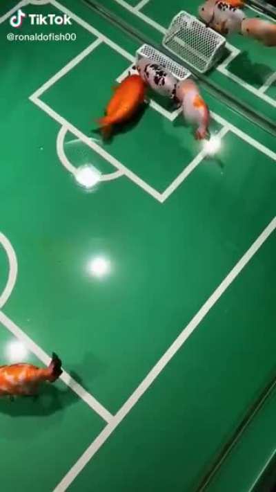 Fish soccer