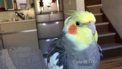 Birb