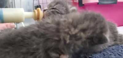 By popular request, here's the feeding frenzy video that was second-breakfast yesterday morning. Ren was first to eat, then Lilac, then Poppy, then Jasmine.