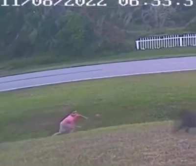 dogs attacks child, but him own dog saves him