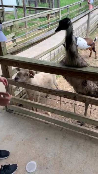 That&rsquo;s a funny looking goat