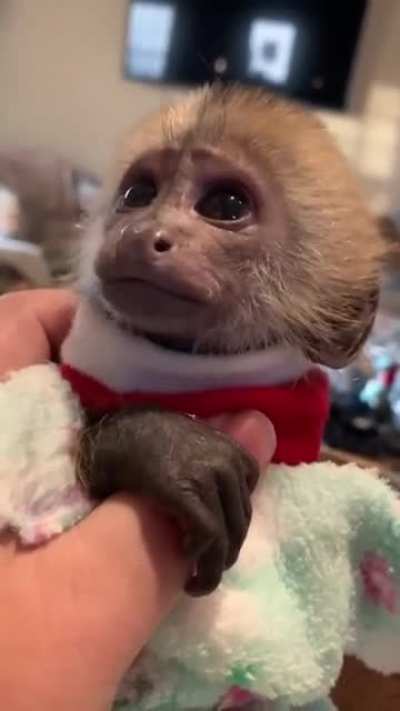 baby monkey rule