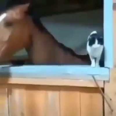 A horse and a cat, what could go wrong?