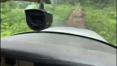 Landing in the middle of a jungle