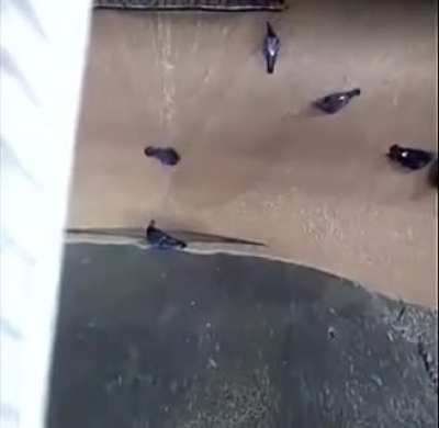 Pigeons being sucked in at a grain factory in Russia