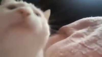 Fofo