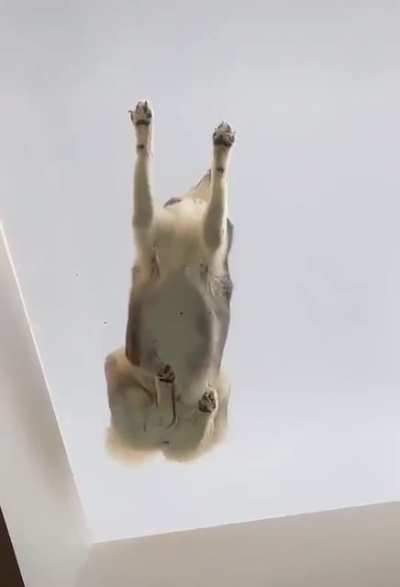 ele n&atilde;o tem medo chat