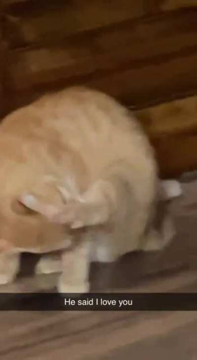 My cat just said &ldquo;I love you&rdquo;