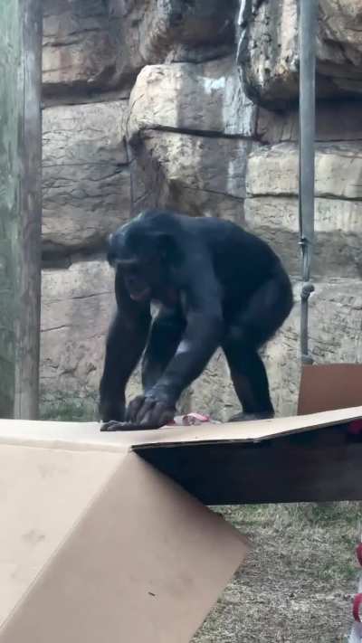 The Bonobos of Memphis Zoo explore their Valentines day enrichment 💗