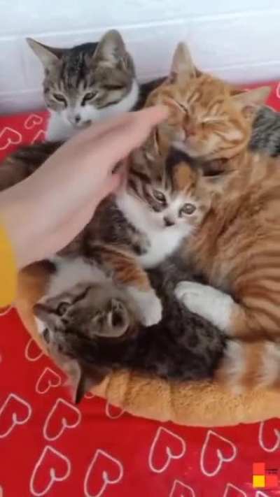 Whole Family