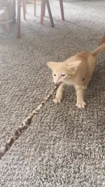 Adopted my sweet Oswald (&ldquo;Oz&rdquo;) this weekend. Please listen as he taunts his prey