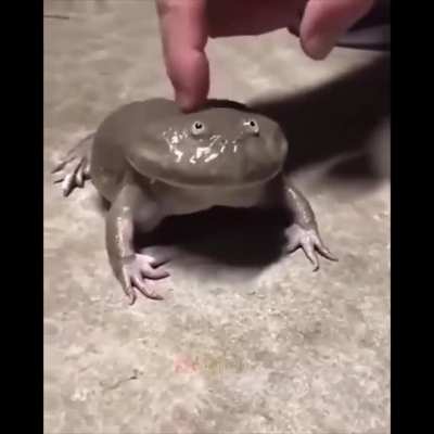 sometimes i wanna be a frog