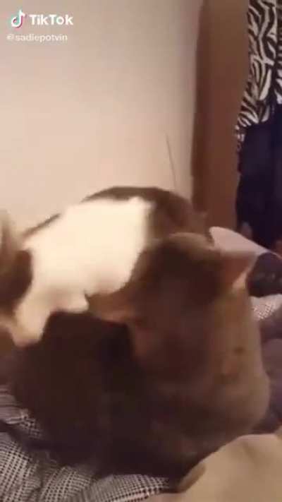 Purrfectlycatscreams