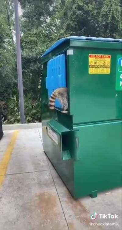 RACOON!