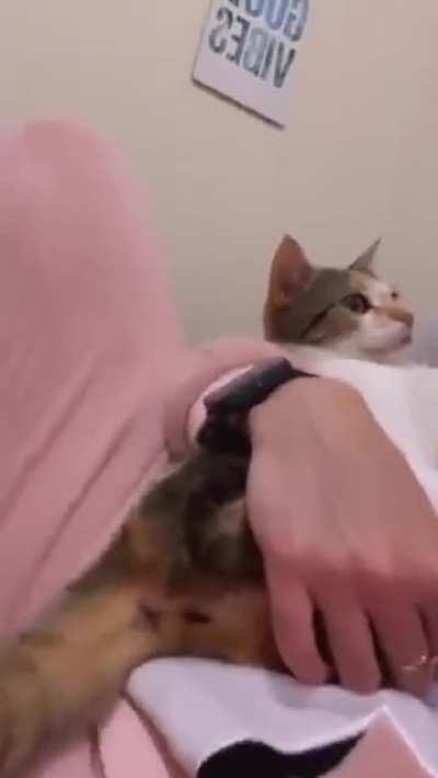 Faz o miau