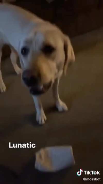 My moms dog is a lunatic