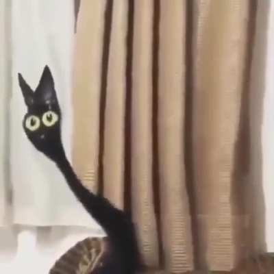c a t