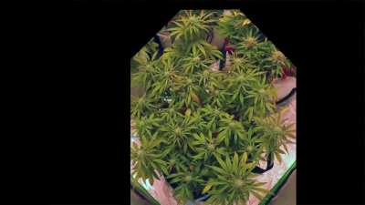 Mango Isle 🥭🏝️🥭 3-Month Time Lapse from Seed to Harvest