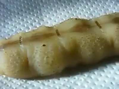 Pregnant termite queen