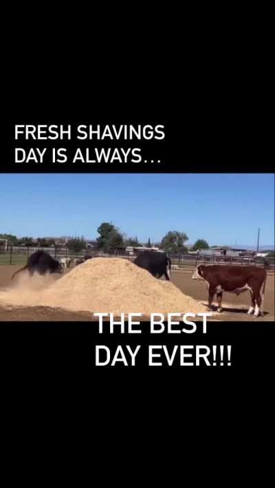 Fresh shavings day is always a good day at Aimee&rsquo;s Farm Animal Sanctuary