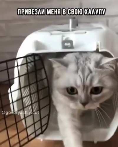 Кот