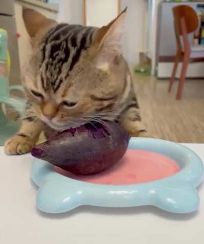 Cat Food