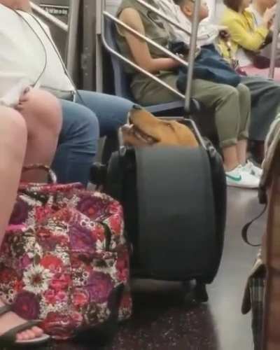 Look! I'm a luggage!