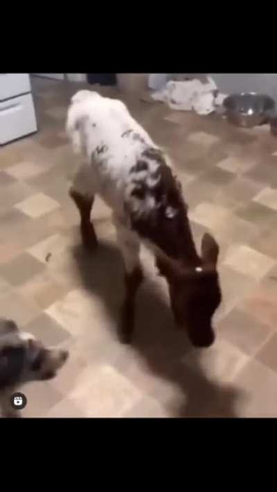 Need my self a calf too