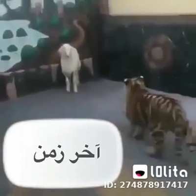 على اخر الزمن