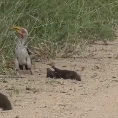 nEcroMaNcER bIRd FuCKinG SCaRes lITtlE CreATuRe To DeaTH jUSt to ReAnIMaTE it tO KIll iT aGain 2 TiMEs