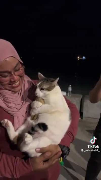 The chonky cat is back