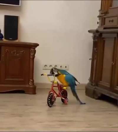 "My parrot doesn't let anyone get near her bike"