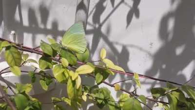 I'm scared of insects but I decided to just get near one anyways it's so beautiful though :(