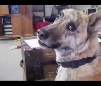 Poor dog