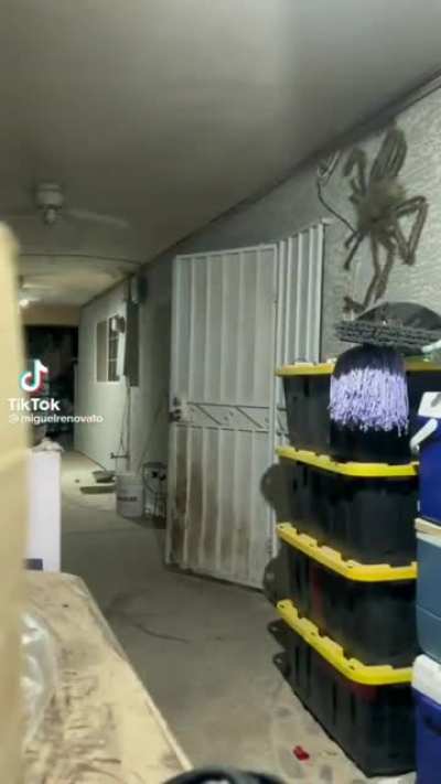 big spider