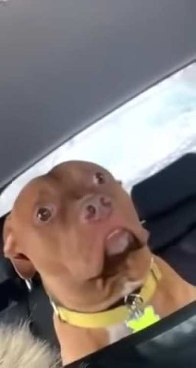 Dog realizes he&rsquo;s at the vet and not the park.