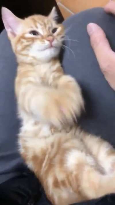 Beautiful cat