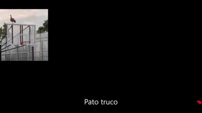 Pato en mi patio