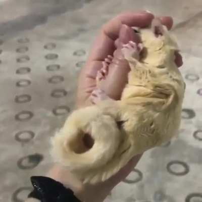 The Definition of Adorable