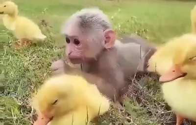 The furry and feathered friends are so cute