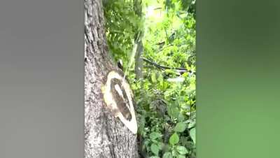 Just trees peeing